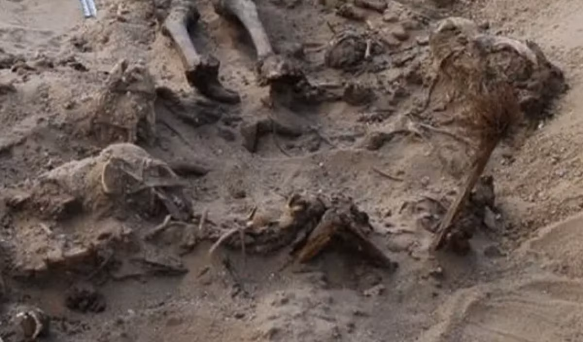 Thậm chí, các chuyên gia còn tìm thấy dấu vết của đất sét xanh, thường thấy ở các hồ chứa nước Ai Cập cổ đại, trên hài cốt của những con chó này, cho thấy chúng có thể đã ở gần nguồn nước bị ngập lụt và chết đuối. Ảnh: @Viện Nghiên Cứu CEI RAS.