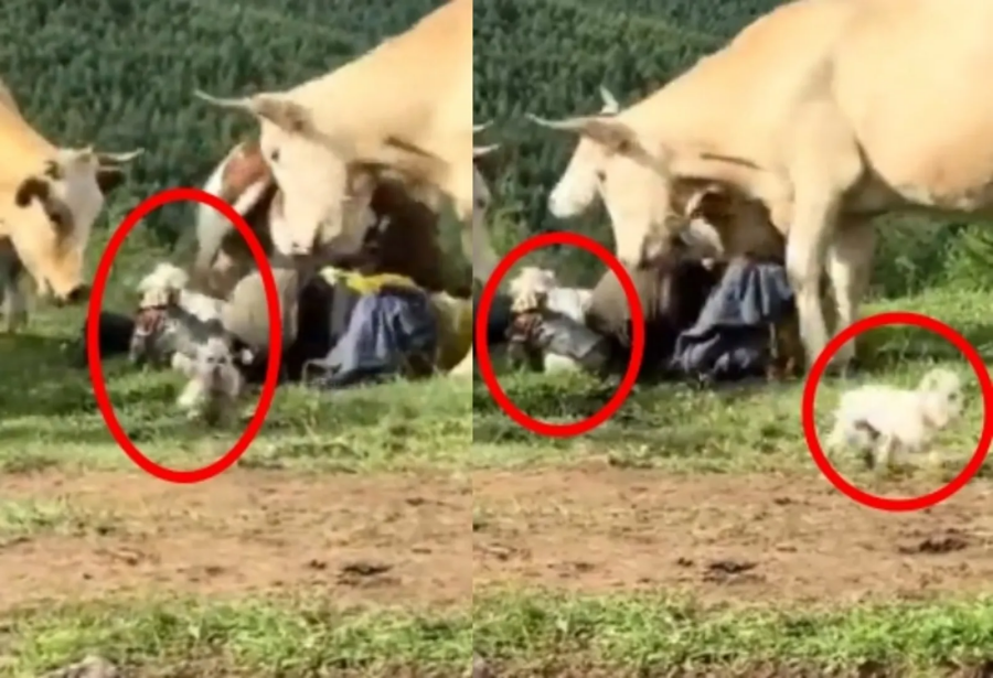 Ban quản lý cũng cho biết sẽ làm việc với các cơ quan liên quan để có biện pháp xử lý những hành vi tương tự trong tương lai.