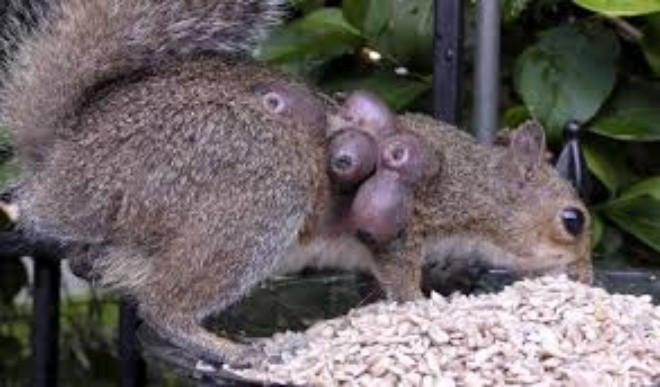 View - Sóc "thây ma" đầy mụn mủ gieo rắc nỗi sợ hãi khắp Bắc Mỹ | Báo Tri thức và Cuộc sống - TIN TỨC PHỔ BIẾN KIẾN THỨC 24H