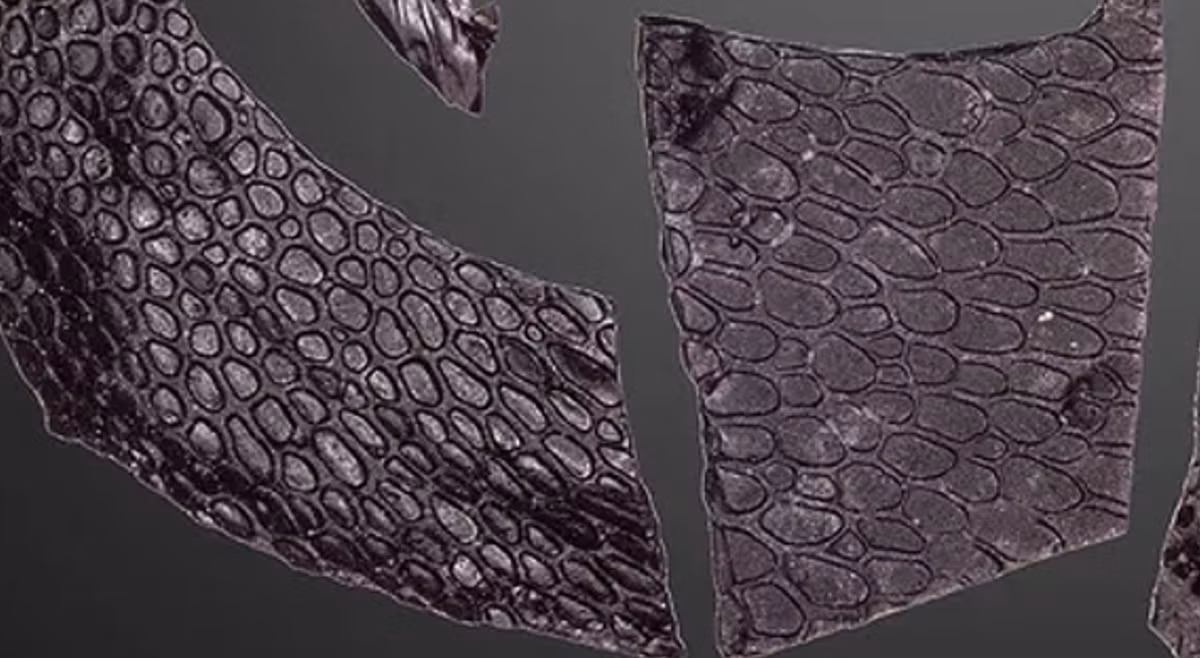 Ethan Mooney, một giáo sư đến từ trường Đại học Toronto, cho biết: “Việc bảo quản da loài bò sát Captorhinus aguti trong trường hợp này là rất độc đáo, vì các đặc điểm đặc thù của hệ thống hang động Richards Spur, bao gồm các trầm tích đất sét mịn làm chậm quá trình phân hủy, cũng như do môi trường hang động ít có oxy dồi dào”. Ảnh: @Đại học Toronto.