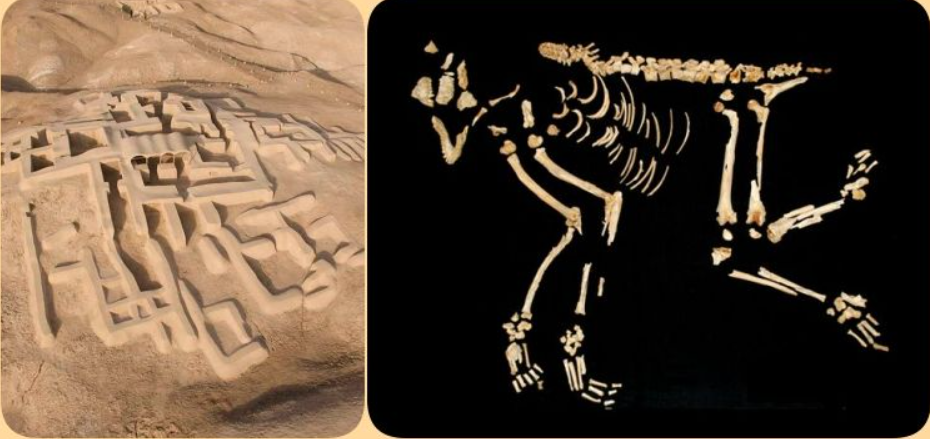 Các kỹ thuật thăm dò, phân tích khảo cổ học chuyên sâu cho thấy, bộ hài cốt này thuộc về loài khỉ rhesus (tên gọi khác là Macaca mulatta). Ảnh: @Cơ Quan Cổ Vật Iran.