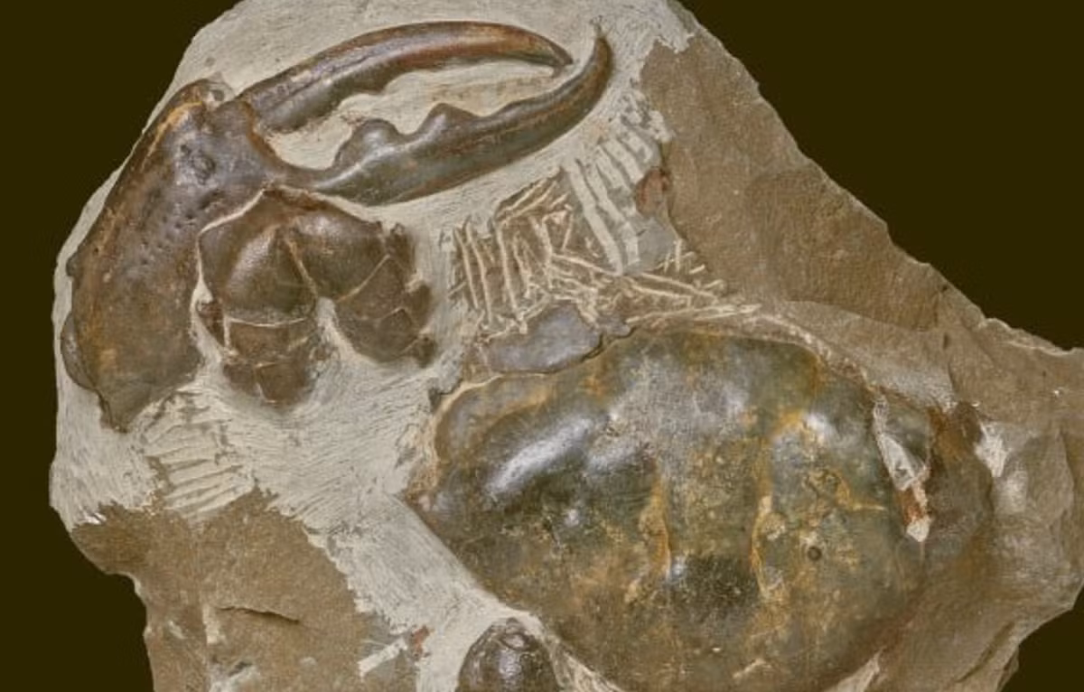 Tasmania sống cách đây khoảng 8,8 triệu năm trước (vào thời kỳ Kỷ Miocene). Ảnh: @Đại học Utrecht.