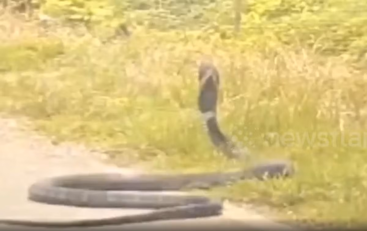 Khi nó trườn qua đường trước đầu xe của mình, nữ tài xế phải phanh gấp. Khi cô đạp phanh, con bò sát khổng lồ với phần mang hai bên phình to, trước khi di chuyển ngang qua con đường. Ảnh: @Newsflare.