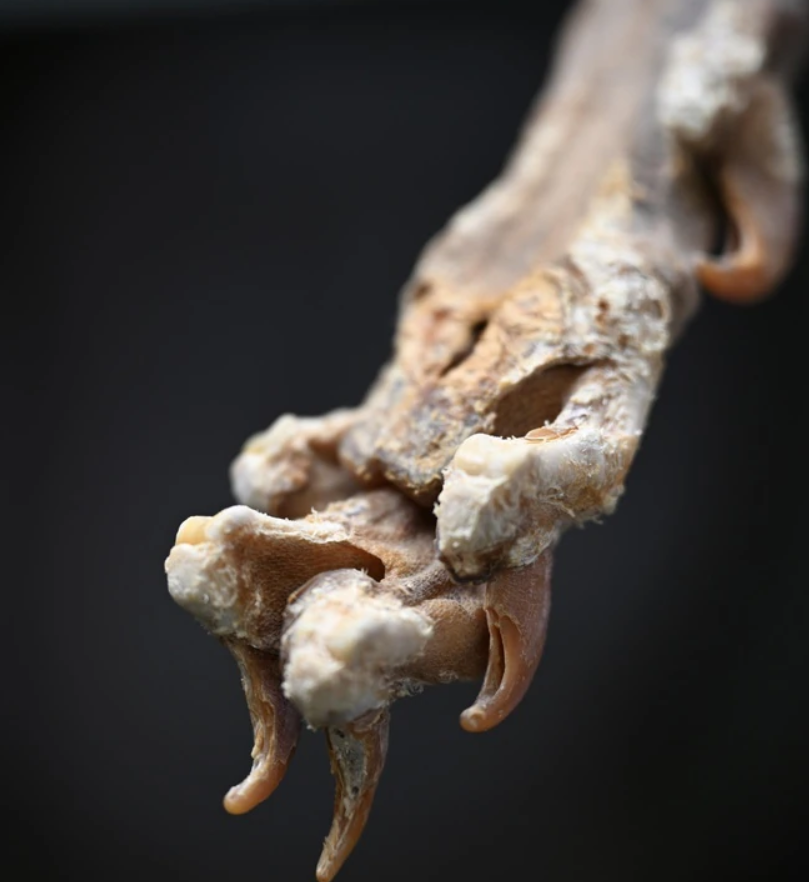 Các chuyên gia cho rằng việc ướp xác báo cheetah ở Ả Rập Xê Út cũng là điều chưa từng có tiền lệ. Ảnh: @Đại học Florence.