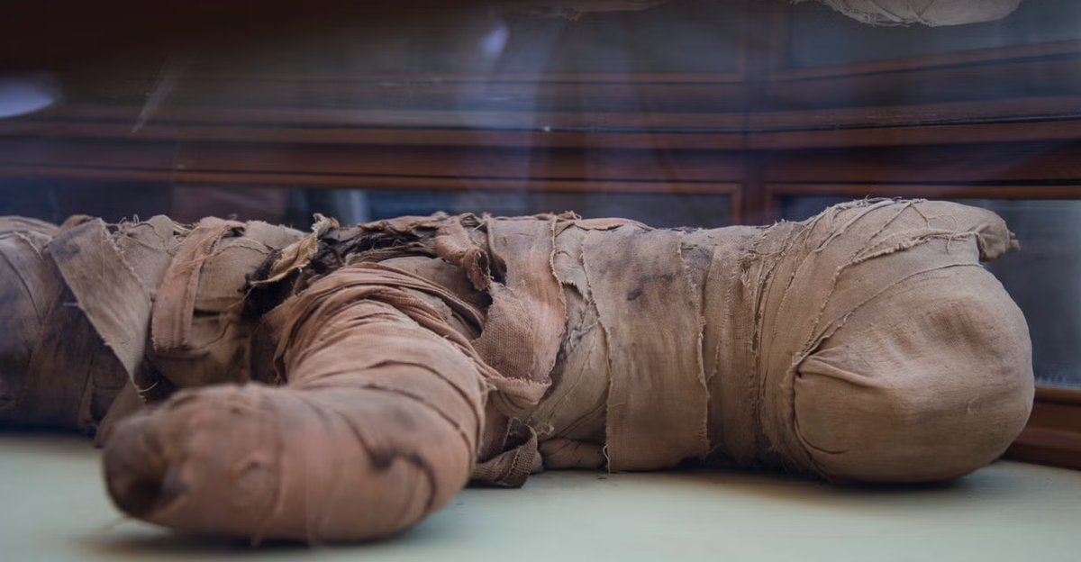 “Người xưa thường dâng lễ vật cúng tế lên các vị thần dưới hình thức động vật được ướp xác”, Tiến sĩ Salima Ikram, một nhà Ai Cập học và chuyên gia về xác ướp tại Đại học Mỹ ở Cairo, cho biết. Ảnh: @Hội Đồng Cổ Vật Tối Cao Ai Cập.