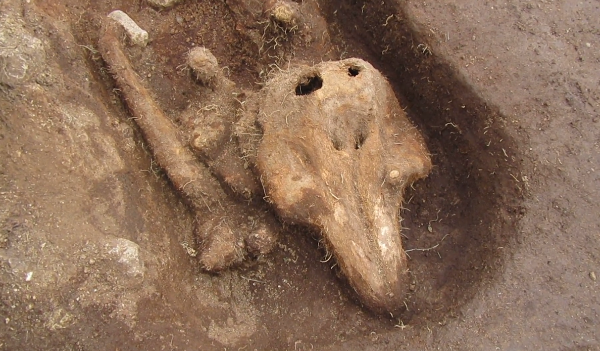 Các kỹ thuật thăm dò, phân tích khảo cổ học chuyên sâu cho thấy, đó là bộ hài cốt một con cá heo. Ảnh: @Bảo tàng Quốc gia Anh.