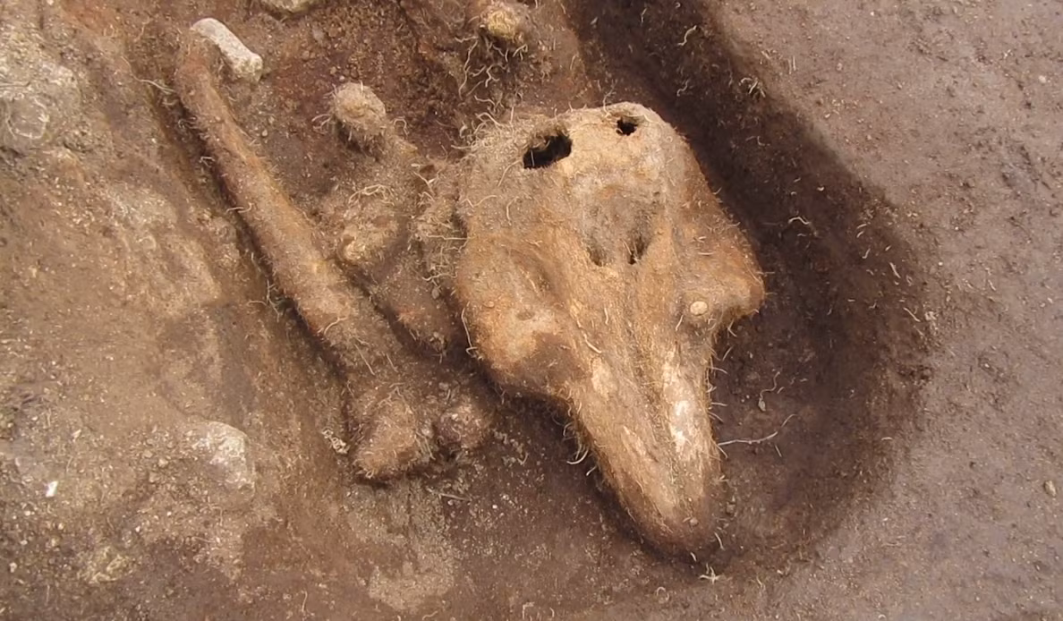 Các kỹ thuật thăm dò, phân tích khảo cổ học chuyên sâu cho thấy, đó là bộ hài cốt một con cá heo. Ảnh: @Bảo tàng Quốc gia Anh.