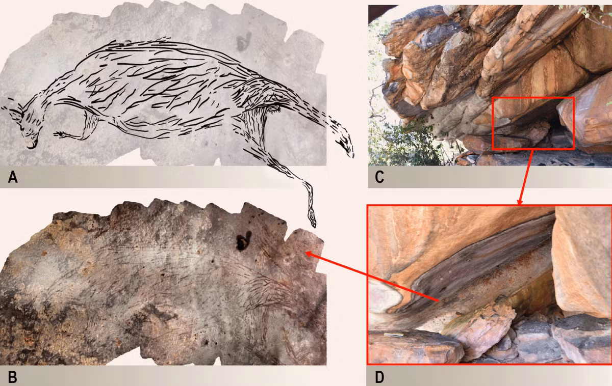 Đó là hình ảnh một con kangaroo được vẽ trên trần dốc của nơi trú ẩn bằng đá, bức tranh có kích thước cỡ 2 mét. Ảnh: @Đại học Melbourne.