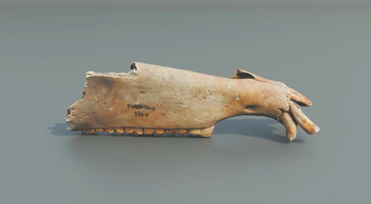 Những di cốt động vật này có vẻ bình thường, nhưng chúng giúp chúng ta xây dựng một mạng lưới nghiên cứu từ quá trình tiến hóa của động vật đến phương thức sinh tồn và cuối cùng là văn hóa xã hội. Xét về khía cạnh này, đằng sau mỗi bộ xương đều ẩn chứa một sự thật lịch sử đầy thú vị. Ảnh: @Trung tâm Lưu trữ Mẫu vật Tài nguyên Động vật Trung Quốc.