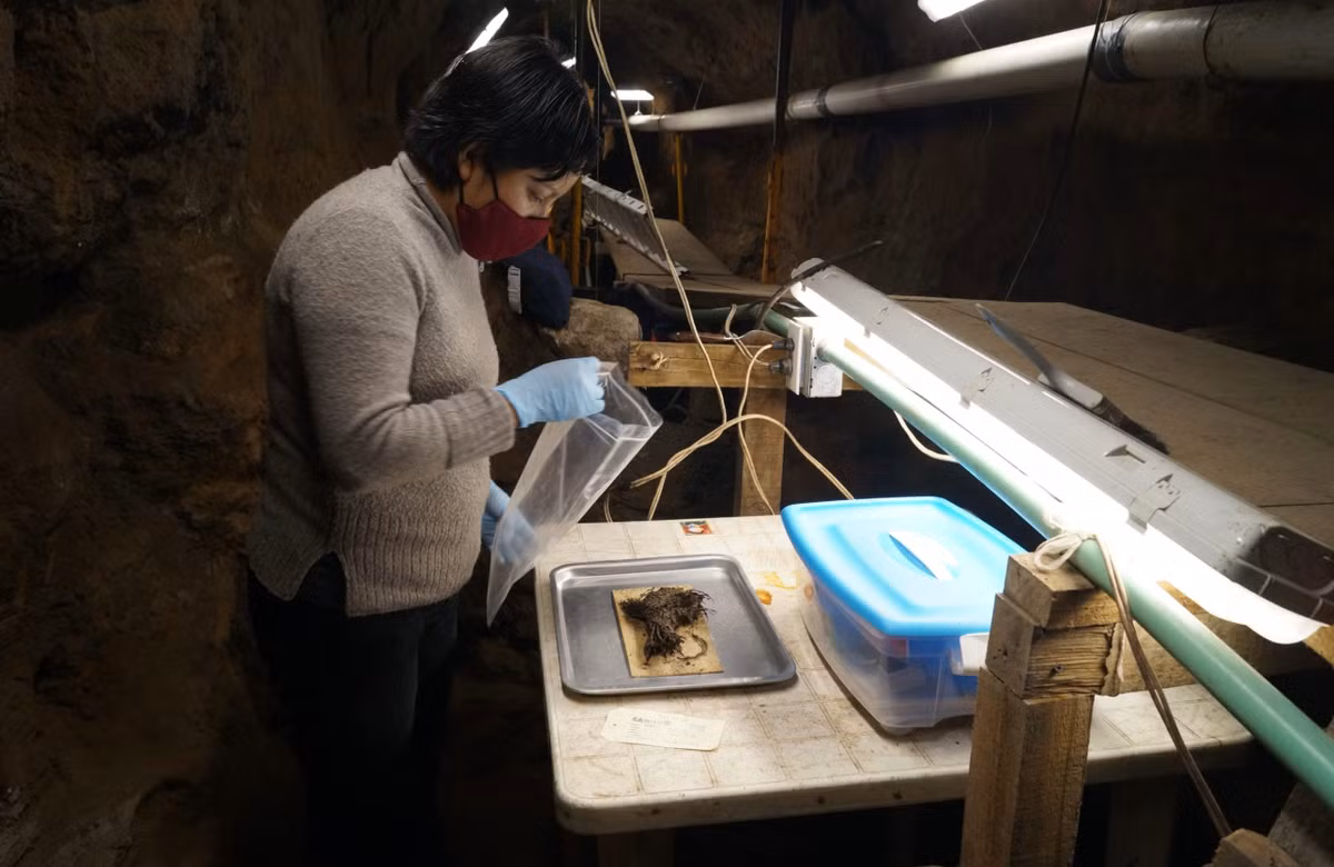 Đây là lần đầu tiên các mẫu vật thực vật hàng ngàn năm tuổi được tìm thấy trong tình trạng bảo quản đặc biệt đến như vậy. Ngoài hoa, các nhà khảo cổ còn tìm thấy than củi, hạt và trái cây cháy đen từ một nghi lễ dâng lễ vật trong đường hầm, cùng một tác phẩm điêu khắc với những đặc điểm khác thường, có thể là một lư hương. Ảnh: @Viện Nhân chủng học và Lịch sử Quốc gia Mexico.