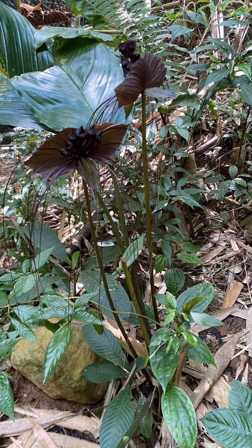 Trong quá trình tuần tra khu rừng đặc dụng Sốp Cộp, cùng các phương pháp tiến hành khảo sát, Ban Quản lý rừng cùng người dân địa phương đã tìm thấy cây hoa dơi đen này. Ảnh: @Báo Tiền Phong.