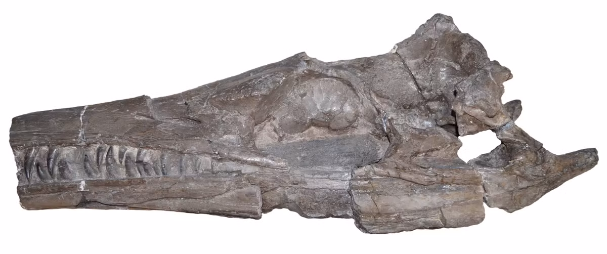 Sự bảo quản đáng kinh ngạc của hộp sọ cá sấu Enalioetes schroederi này sẽ làm tiền đề giúp các chuyên gia tái tạo các khoang bên trong và thậm chí cả tai trong của con vật cổ đại này trong thời gian tới. Ảnh: @Bảo tàng Naturkunde-Museum Bielefeld.