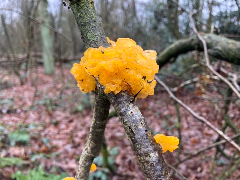 Nấm bơ phù thủy là những cục hình cầu, giống thạch. Chúng có màu vàng tươi đến vàng cam, đến cam tươi, tùy thuộc vào loài. Và chúng được tìm thấy ở các vùng ôn đới và nhiệt đới trên toàn thế giới, mọc khắp Bắc và Nam Mỹ, Châu Á, Châu Phi, Úc và Châu Âu. Ảnh: @Lucid key.