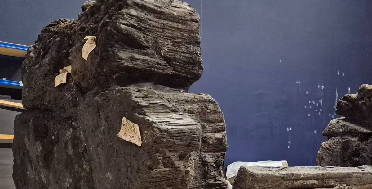 Khám nghiệm bộ hài cốt của ông cho thấy, ông ấy bị viêm xương khớp do lao động chân tay nặng nhọc suốt thời gian dài cho đến lúc trước khi mất. Ảnh: @Bảo tàng Lincoln.