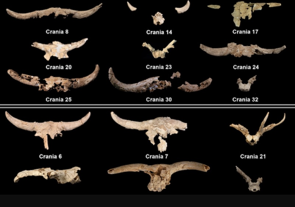 Tuy nhiên, có một điều chúng ta biết chắc: người Neanderthal đã nhiều lần quay trở lại hang động này để cất giữ sọ của các loài động vật có sừng, và tập tục này có lẽ đã được truyền lại qua nhiều thế hệ trong suốt một thời gian dài. Ảnh: @Martín-Perea.