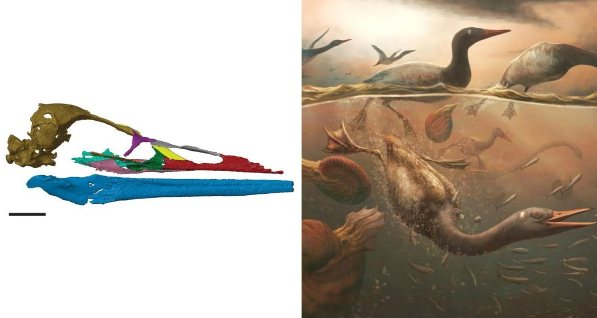 Hộp sọ hóa thạch của chim Vegavis iaai có niên đại từ 68,4 đến 69,2 triệu năm tuổi, bao gồm phần mỏ không răng và hàm trên nhỏ. Ảnh: @ DivePhotoGuide.