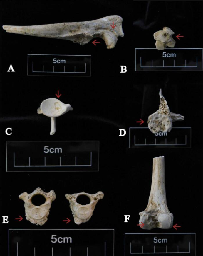 Không ai biết chính xác tại sao những con chó này lại được chôn cất hàng loạt ở đây. Ảnh: @trường Nescot College.