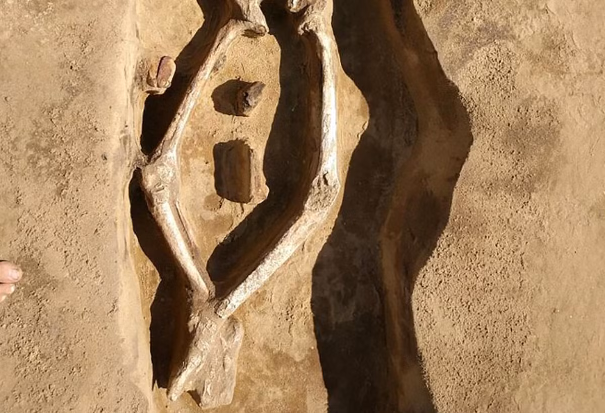 Bộ xương nằm trong ngôi mộ hình chữ nhật, được phủ một lớp cát trắng. Ảnh: @Denis Volkov.