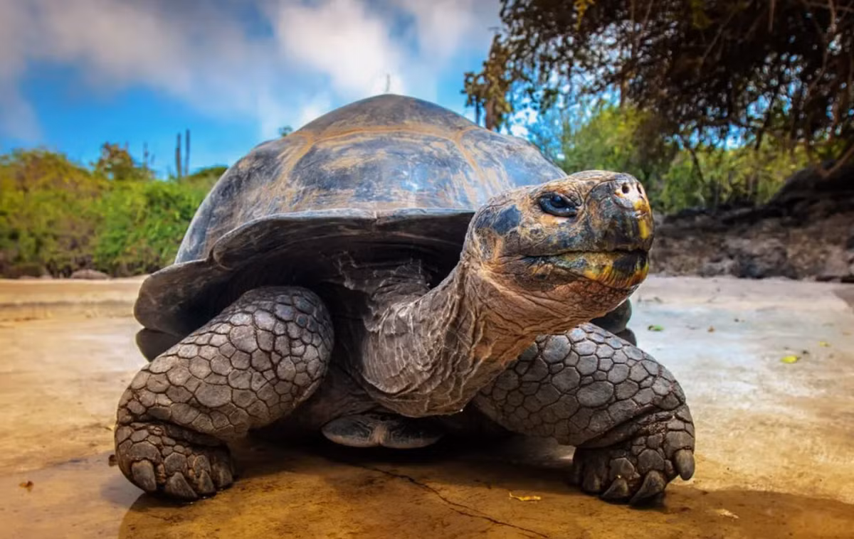 Được đặt tên là Peltocephalus maturin, loài động vật cổ đại này có thể có chiều dài mai tới 1,8 mét. Ảnh: @Đại học Tübingen.