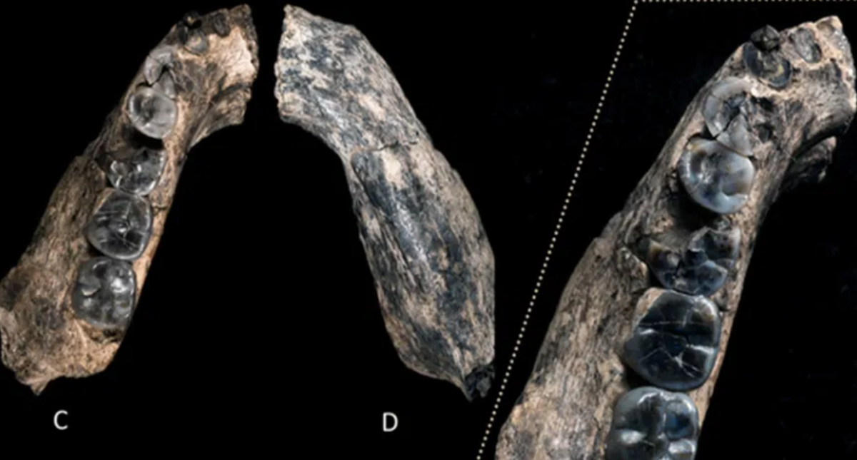 Những chiếc răng này cho thấy, chủng người Australopithecus và Homo sơ khai cùng tồn tại như hai dòng dõi yếu ở vùng Afar cách đây hơn 2,5 triệu năm trước. Ảnh: @Tiến sĩ Kaye Reed.