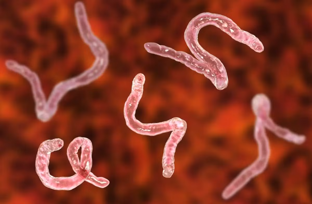 Ký sinh trùng hiện diện ở khắp các hệ sinh thái hiện tại, nhưng các loài cổ xưa hiếm khi được lưu giữ trong hồ sơ hóa thạch địa chất, đặc biệt là nhóm giun ký sinh. Một trong những nhóm đó là Cestoda (sán dây)- là một nhóm giun dẹp nội ký sinh chuyên biệt, chúng lây nhiễm cho tất cả các nhóm động vật có xương sống. Ảnh: @Viện Hàn lâm Khoa học Trung Quốc.