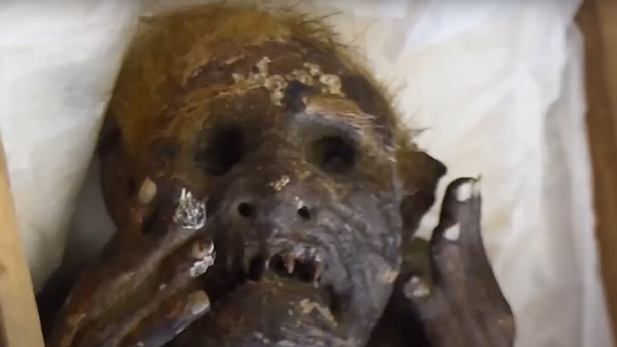 Đáng buồn thay, giờ đây họ phát hiện ra rằng, sinh vật này hoàn toàn là sản phẩm nhân tạo lắp ghép. Nó không có xương sống vì cơ thể được làm từ giấy, vải và bông. Ảnh: @Hội Văn hóa Dân gian Okayama.