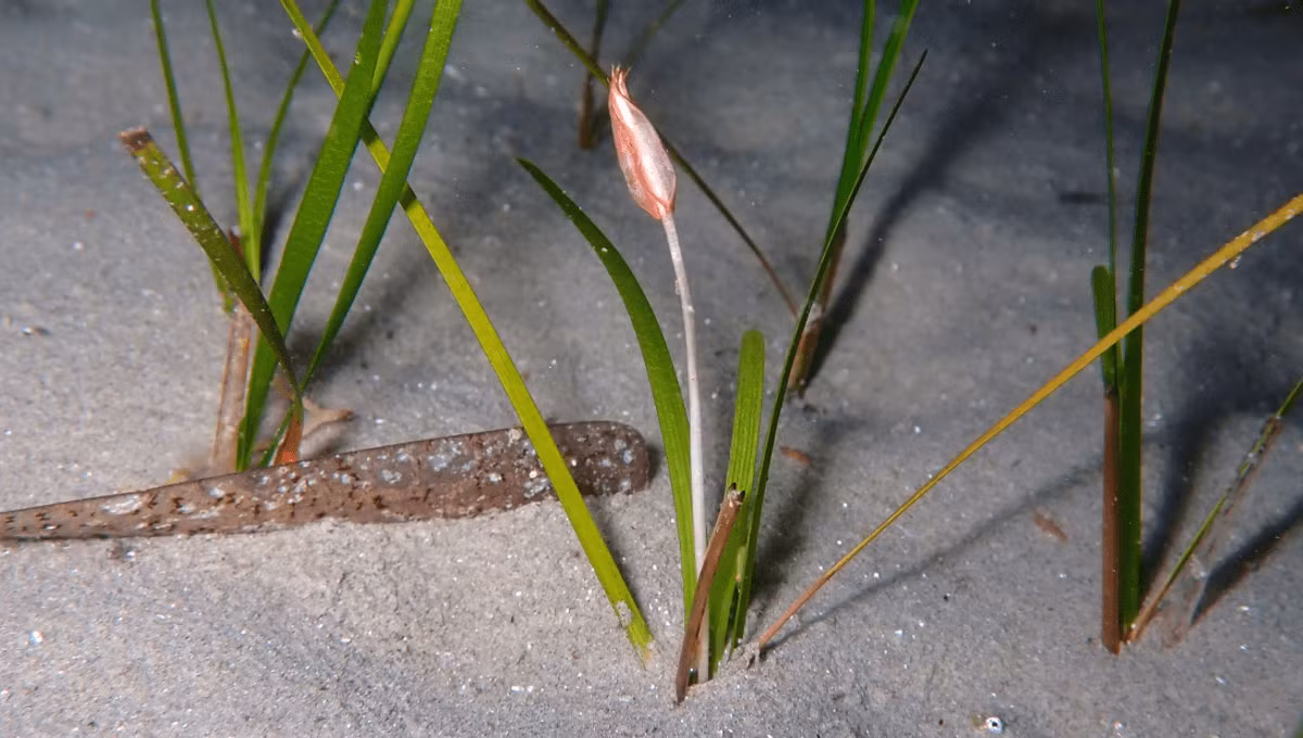 Thông thường chúng trông giống như cỏ xanh có rễ ở đáy biển, nhưng thỉnh thoảng một số loài cỏ biển lại nở hoa. Ảnh: @IFLScience.