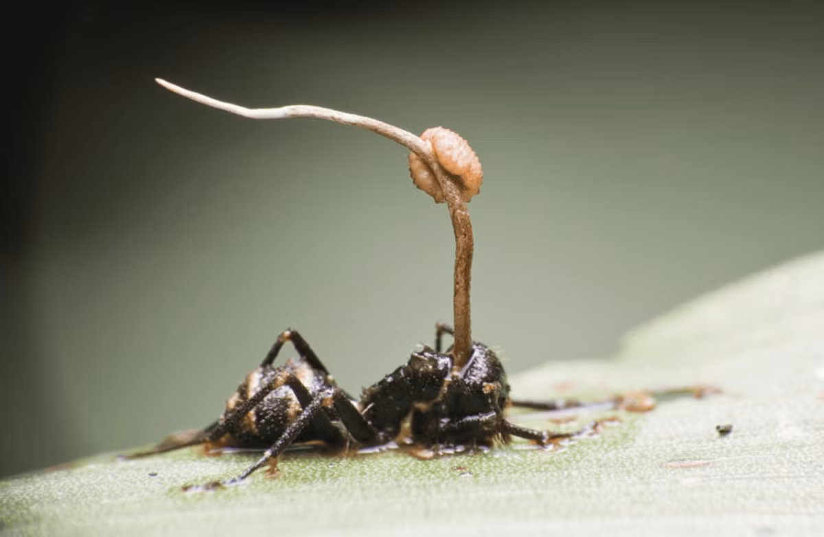 Giáo sư Edmund Jarzembowskicho biết: "Thật thú vị khi thấy một số điều kỳ lạ của thế giới tự nhiên mà chúng ta thấy ngày nay cũng từng xuất hiện vào thời kỳ đỉnh cao của loài khủng long". Ảnh: @Viện Địa chất và Cổ sinh vật học Nam Kinh.