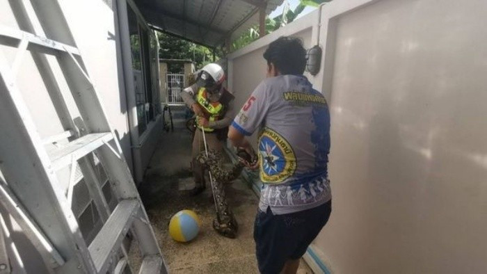 Theo nhận định ban đầu, con trăn có thể đã bò từ một khu đất trống um tùm cỏ dại nằm ngay sát ngôi nhà, sau đó tìm thấy một khe hở trên trần nhà để chui vào tìm nơi trú ẩn và săn mồi.