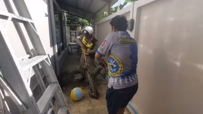 Theo nhận định ban đầu, con trăn có thể đã bò từ một khu đất trống um tùm cỏ dại nằm ngay sát ngôi nhà, sau đó tìm thấy một khe hở trên trần nhà để chui vào tìm nơi trú ẩn và săn mồi.