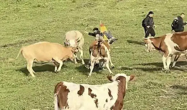 Trên mạng xã hội, đoạn video về vụ việc đã nhanh chóng thu hút hàng triệu lượt xem và bình luận. Đa số ý kiến đều đứng về phía đàn bò, chỉ trích gay gắt hành vi của nhóm du khách.