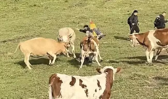 Trên mạng xã hội, đoạn video về vụ việc đã nhanh chóng thu hút hàng triệu lượt xem và bình luận. Đa số ý kiến đều đứng về phía đàn bò, chỉ trích gay gắt hành vi của nhóm du khách.