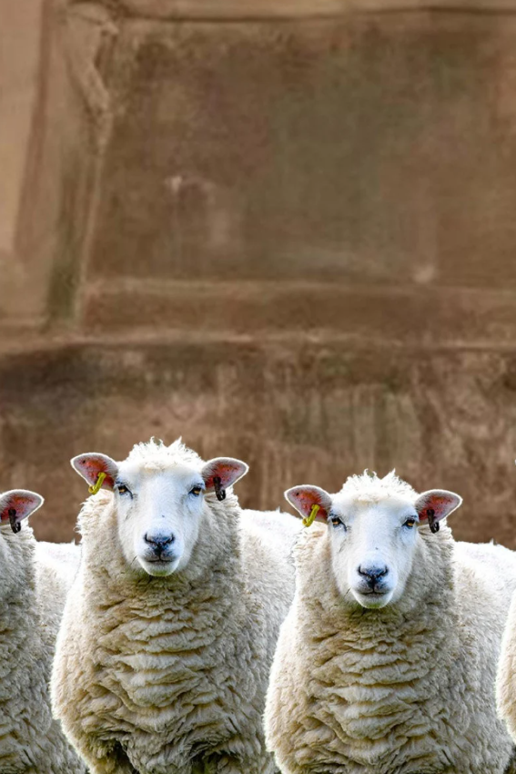 Các nhà khảo cổ học ở Trung Quốc đã khai quật được 6 bộ xương cừu quý hiếm, chôn kèm cỗ xe gỗ bốn bánh có ô hình chữ nhật được trang trí công phu chôn cất dưới lòng đất. Ảnh: @ South China Morning Post.