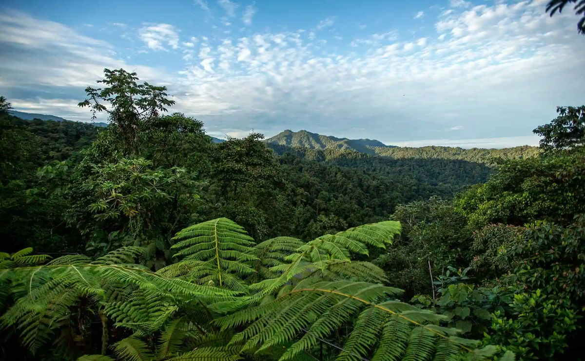 Mới đây, sử dụng công nghệ quét laser, các nhà khảo cổ học đến từ Viện Di sản Đô thị Ecuador đã xác định được tàn tích công trình cổ đại ẩn mình dưới tán rừng rậm rạp của khu rừng mưa thuộc dãy Andes của Ecuador. Ảnh: @Viện Di sản Đô thị Ecuador.