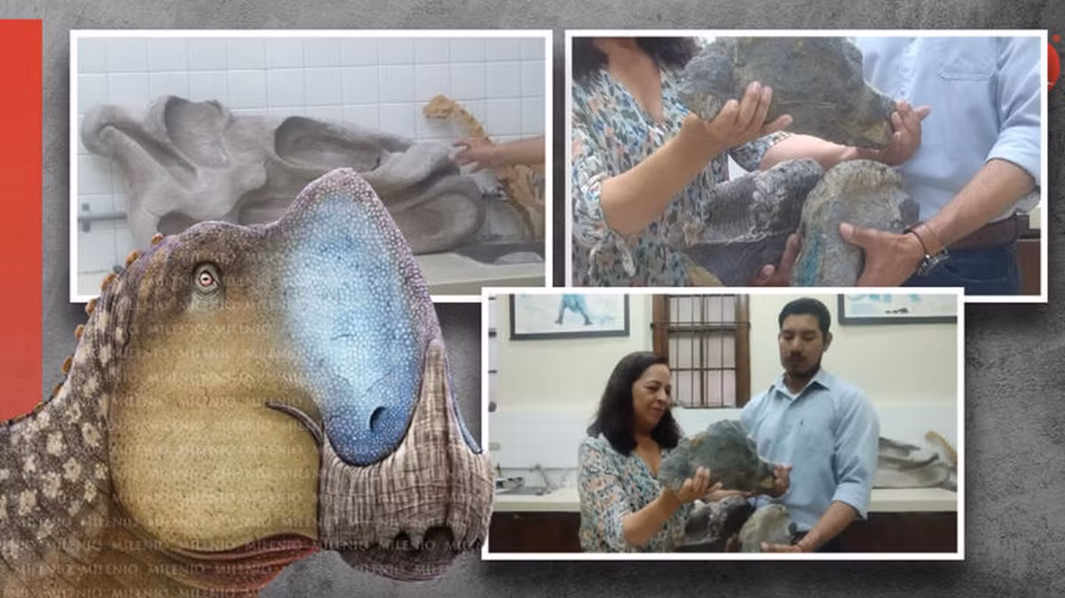 Điểm đặc biệt là Coahuilasaurus lipani có hộp sọ mang cấu trúc rất giống “mỏ vịt”, bộ hàm to, chắc khỏe, còn cằm thì nhô ra nhiều, cùng cấu trúc mũi khá to, bất thường. Ảnh: @C. Díaz Frías.