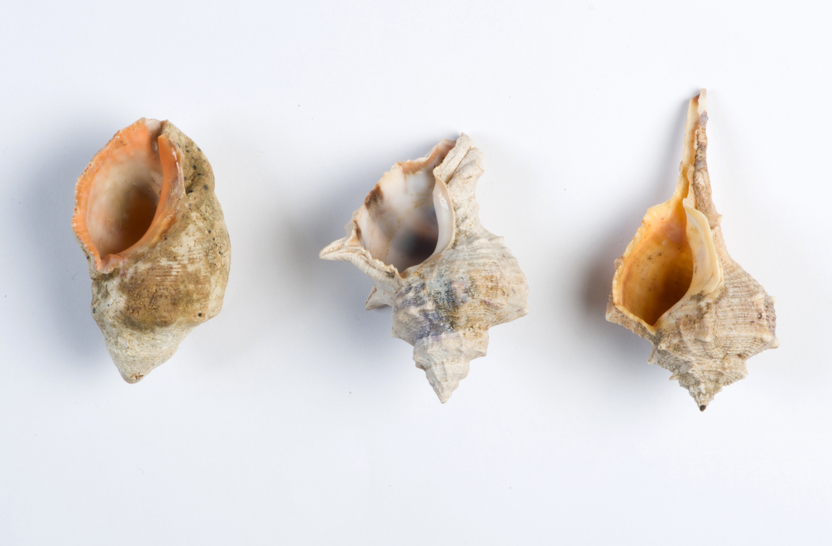 Điều đáng nói là thuốc nhuộm màu tím hoàng gia này được chiết xuất, chế tạo từ ba loài ốc biển, chúng lần lượt có tên là ốc Hexaplex trunculus, Bolinus brandaris và Stramonita haemastoma, đều phổ biến ở Biển Địa Trung Hải. Ảnh: @Cơ quan Cổ vật Israel.