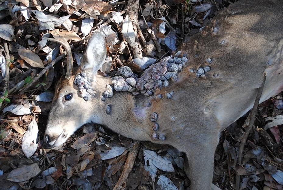 Sự bùng nổ của mạng xã hội cũng góp phần làm gia tăng nhận thức. Mọi người có thể dễ dàng ghi lại và chia sẻ những hình ảnh bất thường, khiến các cuộc thảo luận về chủ đề này trở nên phổ biến hơn.