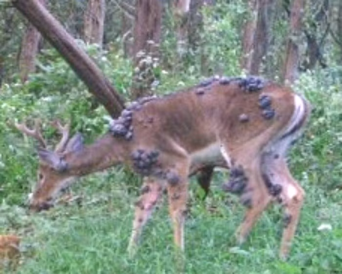 Sự xuất hiện của "hươu địa phục", "sóc zombie" hay "thỏ Frankenstein" không phải là điềm báo của ngày tận thế. Chúng là những dấu hiệu rõ ràng, những lời cảnh báo mà thiên nhiên đang gửi đến con người. Chúng cho thấy sự cân bằng của các hệ sinh thái đang bị phá vỡ, biến đổi khí hậu đang tạo ra những hậu quả khó lường, không chỉ đối với thế giới tự nhiên mà còn đối với chính sức khỏe của chúng ta.