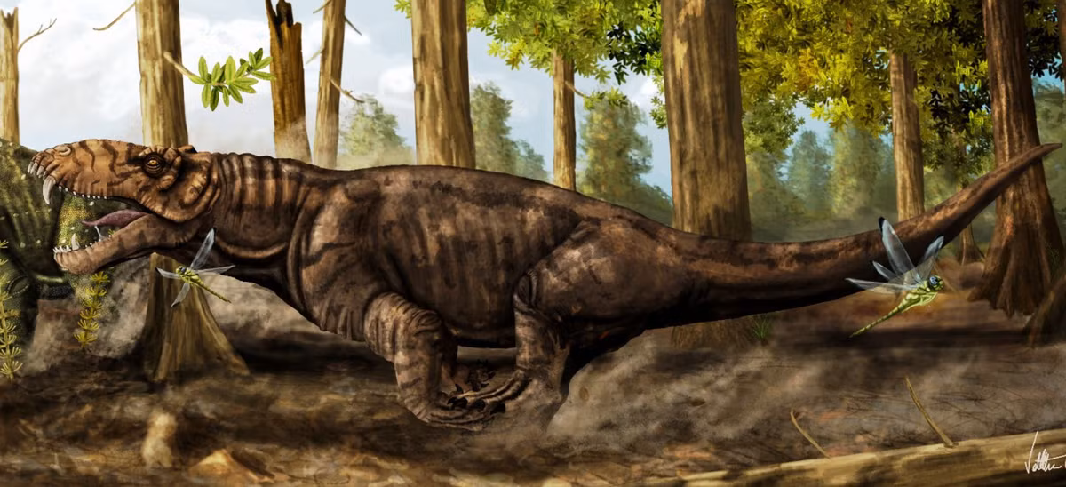 Trước sự kiện tuyệt chủng này, Pampaphoneus biccai là một trong những nhóm động vật trên cạn có cơ thể phát triển to lớn, và có hành vi ăn thịt khét tiếng nhất trên cạn. Giáo sư Felipe Pinheiro đến từ trường Đại học Liên bang Pampa cho biết: "Trong quá khứ, những cá thể Pampaphoneus biccai lớn nhất có thể dài tới gần 3m và nặng khoảng 400 kg”. Ảnh: @Felipe Pinheiro.