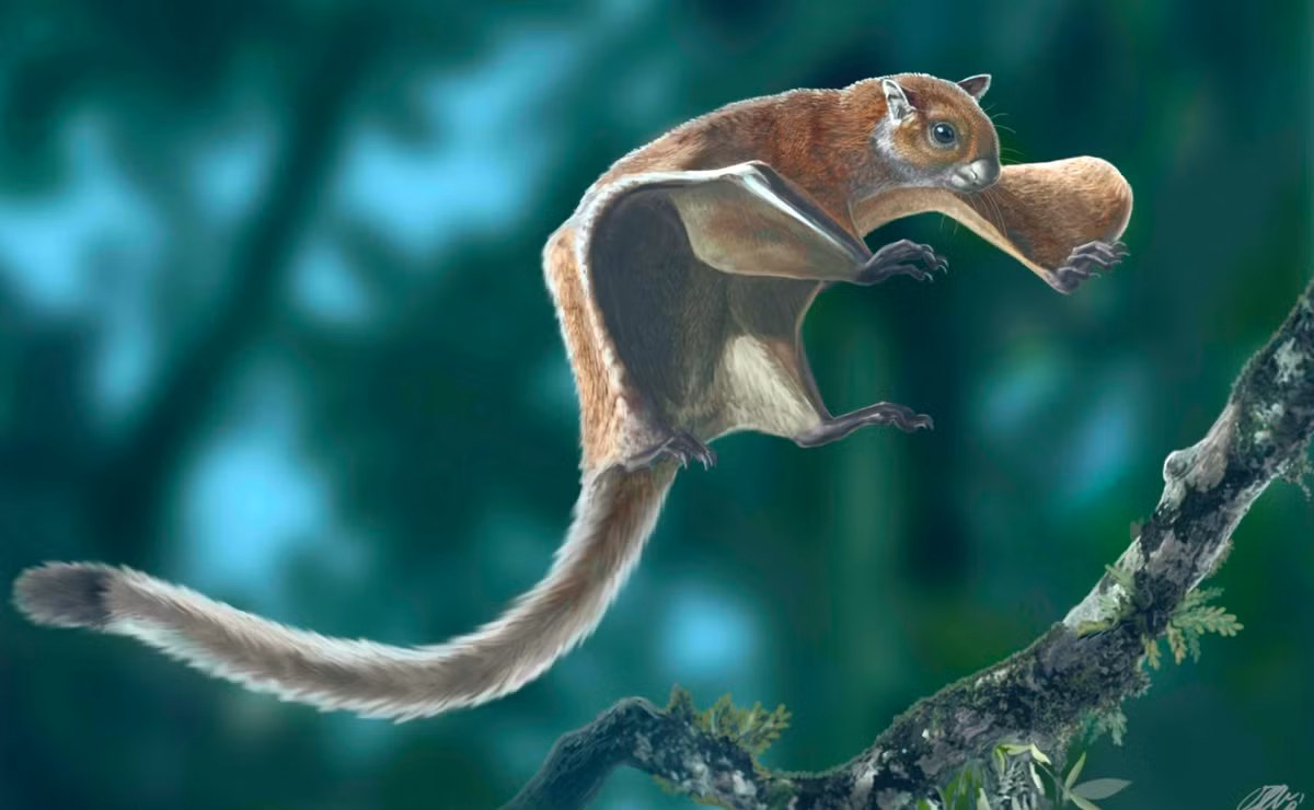 Nhóm nghiên cứu giải thích rằng, mặc dù có kích thước lớn bằng con mèo nhà, nhưng trọng lượng của loài sóc bay này nặng chỉ 1,3 kg, giúp nó lướt nhanh nhẹn khi chạy, bay qua các ngọn cây, cành cây. Ảnh: @Joel Sartore.
