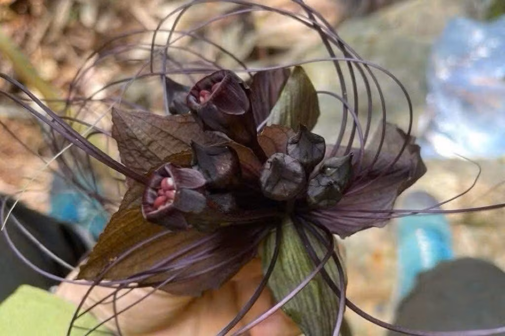 Trong khu rừng, loài cây này sinh trưởng dưới tán rừng rậm ẩm, trên nền đất nhiều mùn và đây là điều kiện đặc trưng của các khu rừng đặc dụng, phòng hộ như ở Sốp Cộp. Ảnh: @Báo Tiền Phong.