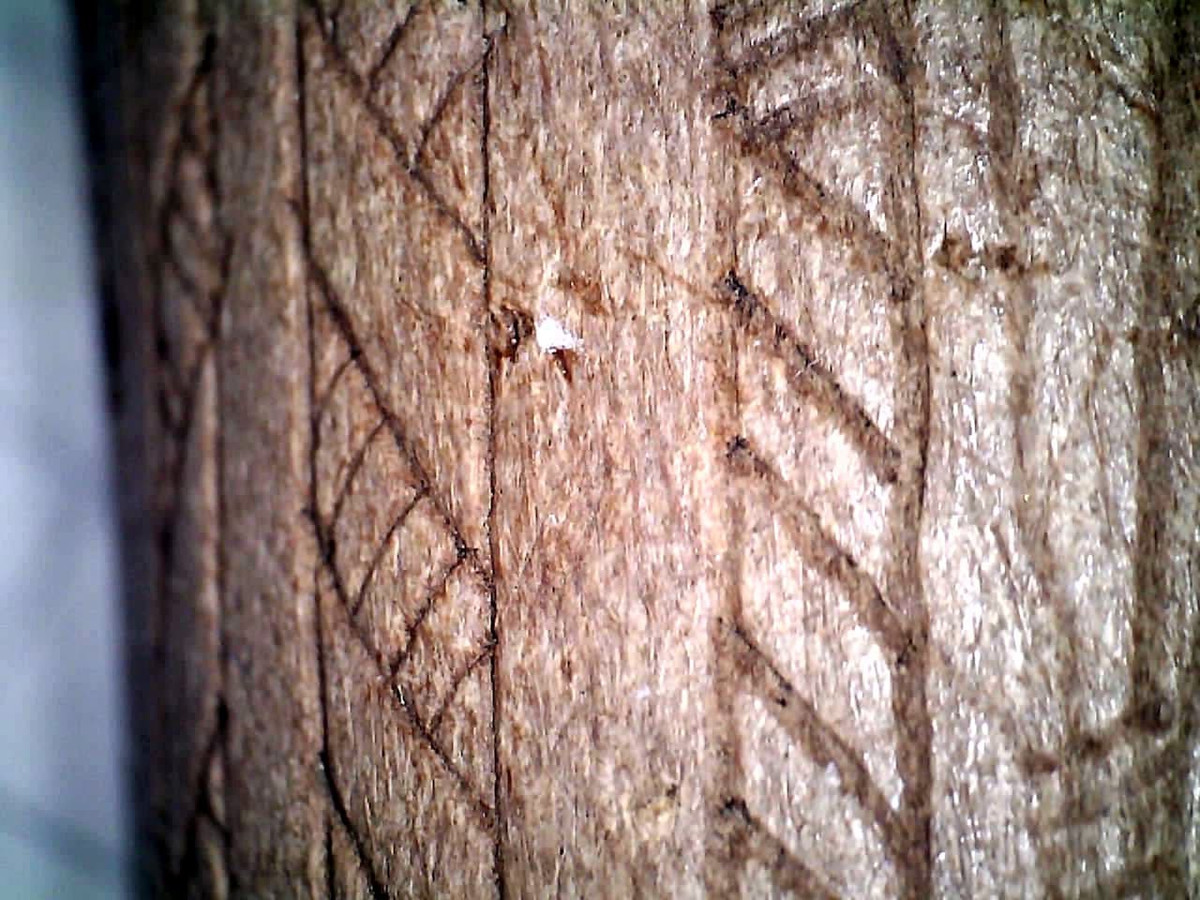 Phân tích định tuổi bằng phương pháp carbon phóng xạ đã xác định niên đại của nó vào khoảng năm 5.500 Trước Công Nguyên, thuộc thời kỳ Hậu Đồ Đá Giữa. Ảnh: @Lars Larsson.