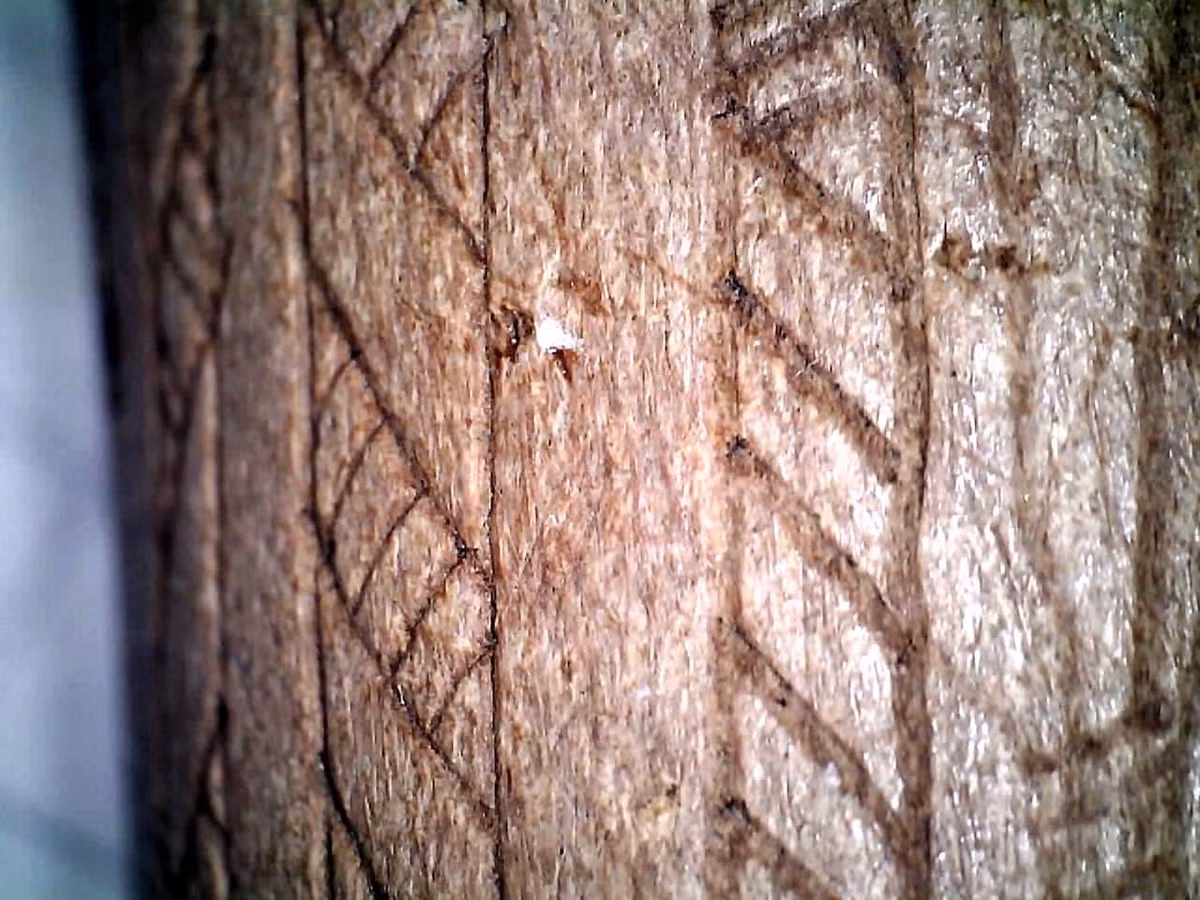 Phân tích định tuổi bằng phương pháp carbon phóng xạ đã xác định niên đại của nó vào khoảng năm 5.500 Trước Công Nguyên, thuộc thời kỳ Hậu Đồ Đá Giữa. Ảnh: @Lars Larsson.