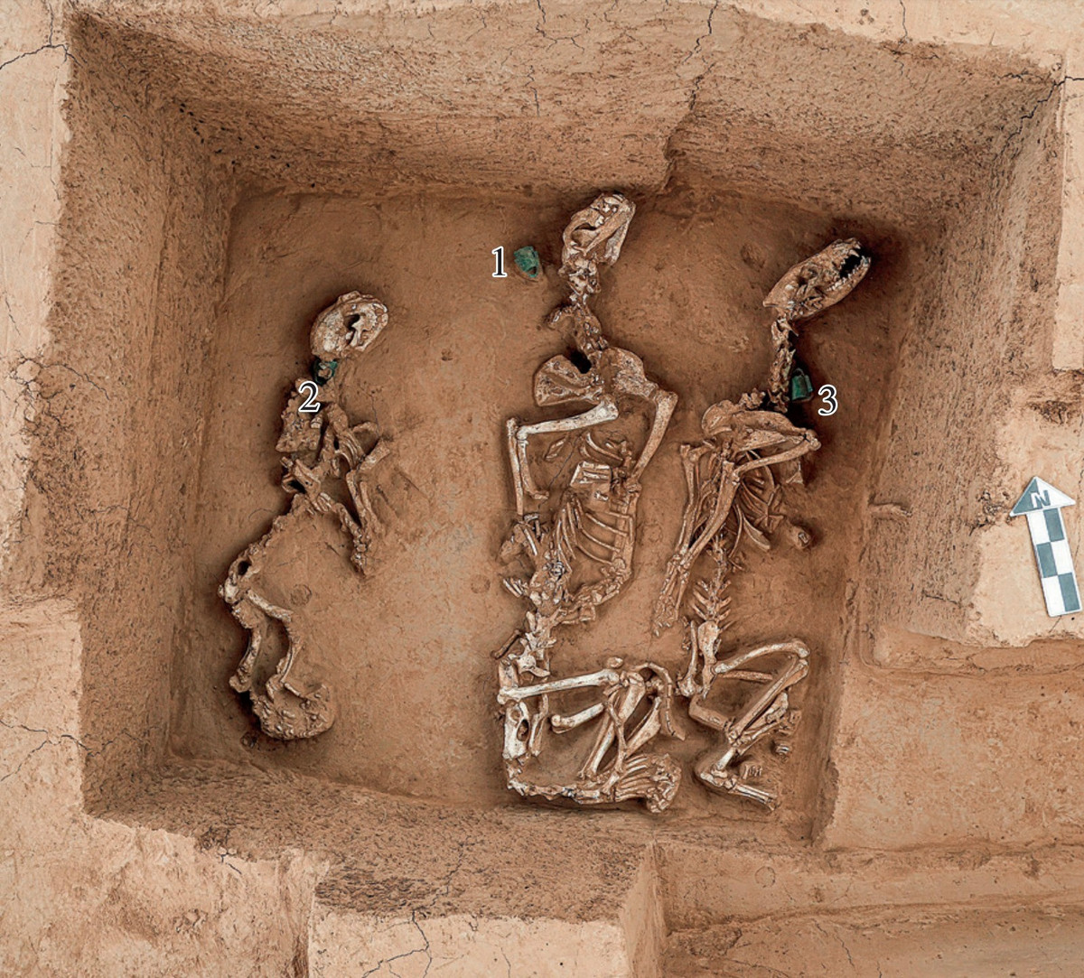 Các hố này chứa xương của nhiều loài động vật bao gồm: trâu nhà sừng ngắn, hươu, nai, chó sói, báo, cáo, sơn dương, lợn rừng, nhím, thiên nga, sếu, ngỗng, chim ưng và đại bàng. Ảnh: @Viện Nghiên Cứu Khảo Cổ Trung Quốc.