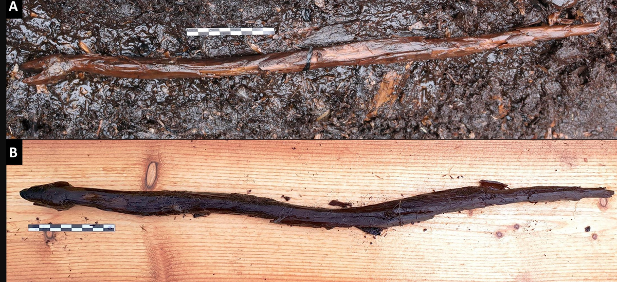 Đó là một cây gậy bằng gỗ thời kỳ đồ đá mới có niên đại 4.400 năm tuổi, mà điểm chú ý nhất là cây gậy này có hình dạng giống như một con rắn. Ảnh: @Cơ quan Di sản Phần Lan.