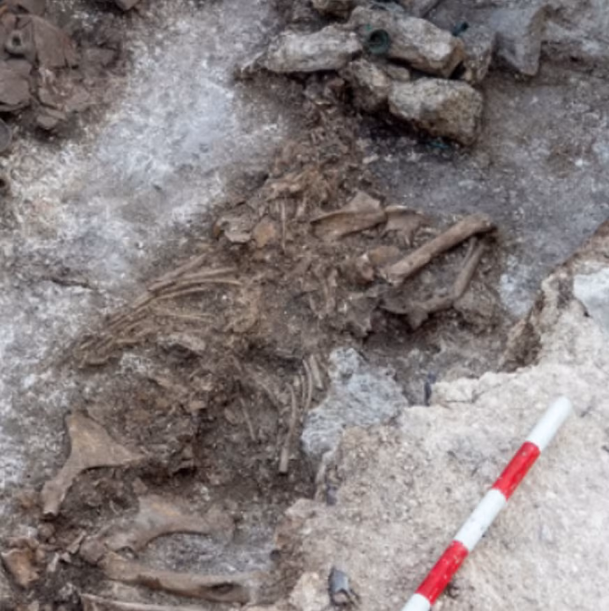 Còn hài cốt con ngựa cũng được phủ kín và trang trí lộng lẫy gần như ngang ngửa với vị chiến binh. Ảnh: @Viện Hàn lâm Khoa học Bulgaria.