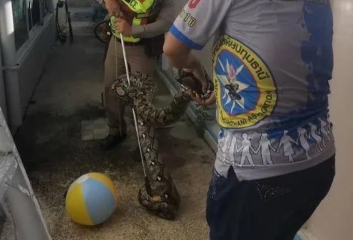 Ngay sau khi nhận được cuộc gọi cầu cứu từ nữ chủ nhà Thamonwan, 32 tuổi, đội cứu hộ từ Trung tâm Phòng chống Thiên tai Nonthaburi 191 đã khẩn trương lên đường. Một nữ nhân viên cứu hộ đã đến hiện trường đầu tiên nhưng khi đối mặt với kích thước đáng sợ của con trăn, cô đã quyết định chờ đồng nghiệp nam đến hỗ trợ để đảm bảo an toàn.