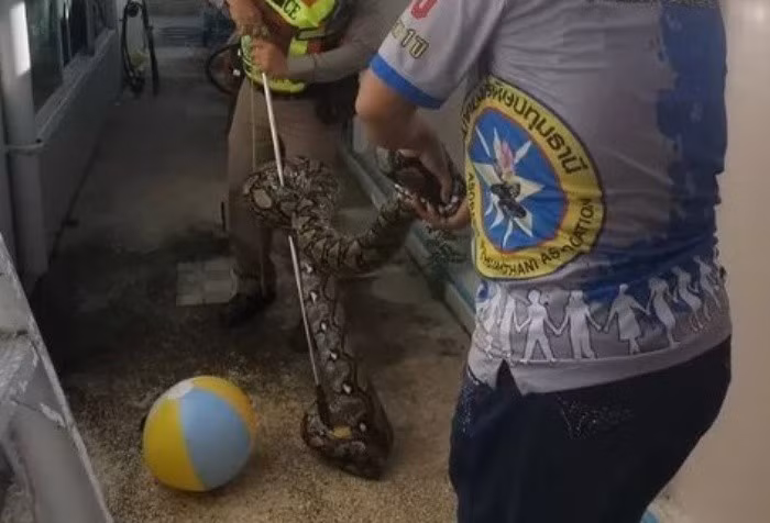 Ngay sau khi nhận được cuộc gọi cầu cứu từ nữ chủ nhà Thamonwan, 32 tuổi, đội cứu hộ từ Trung tâm Phòng chống Thiên tai Nonthaburi 191 đã khẩn trương lên đường. Một nữ nhân viên cứu hộ đã đến hiện trường đầu tiên nhưng khi đối mặt với kích thước đáng sợ của con trăn, cô đã quyết định chờ đồng nghiệp nam đến hỗ trợ để đảm bảo an toàn.