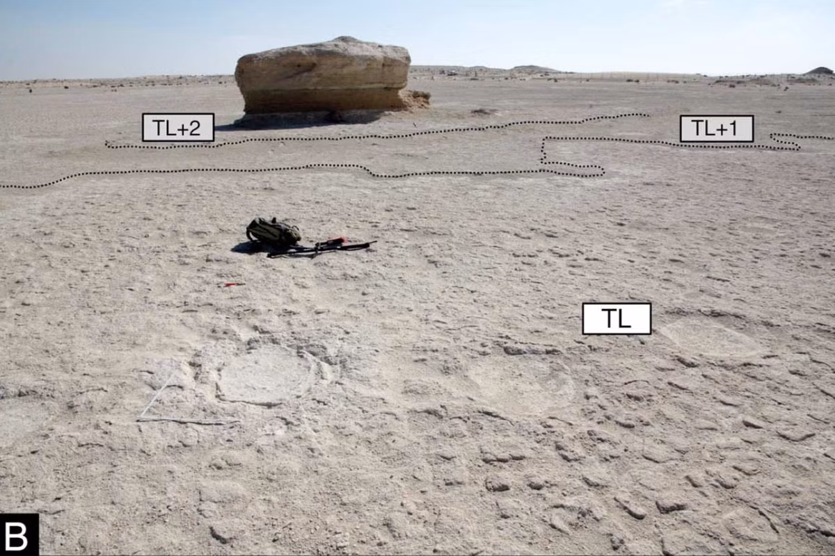 Anthony Martin, một chuyên gia về hóa thạch tại Đại học Emory ở Atlanta cho biết thêm, sự hiện diện của dấu chân người Neanderthal được bảo tồn tại địa điểm này cho thấy, chủng người cổ đại này đã kiếm ăn ở đó, và có thể họ đã săn bắt những chú voi con, hoặc ăn xác voi chết, hoặc xác các sinh vật khác có trong khu vực. Ảnh: @Neto de Carvalho.