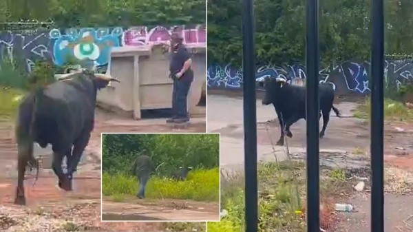 Con bò đực may mắn này đã được chuyển đến Trung tâm Cứu hộ Động vật Hillside ở Frettenham. Tại đây, nó sẽ được chăm sóc và sống cùng với những con bò khác trong một môi trường tự nhiên, an toàn và yên bình, một sự đảo ngược số phận kỳ diệu.